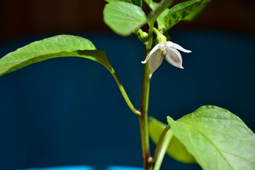 pepper plant with a flower 