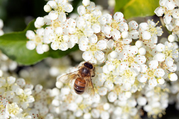 Bee Insect Wasp on Pretty White Blossom Flowers Close Up on Shrub 