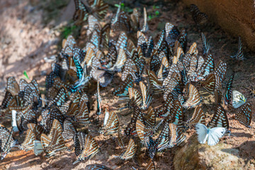 Selective focus  group butterflies on the ground and flying in nature background.Blurred Tailed Jay butterflies (Graphium agamemnon) on the rock.