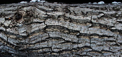 Natural wood texture. Texture of walnut bark. Detailed plastic structure of the bark.
