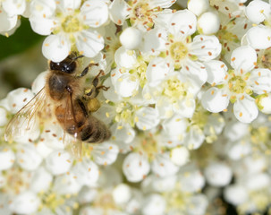 Bee Insect Wasp on Pretty White Blossom Flowers Close Up on Shrub 