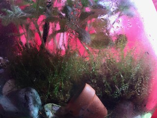 terrarium