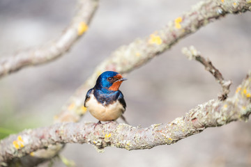 Swallow bird sitting on branch