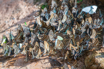 Selective focus  group butterflies on the ground and flying in nature background.Blurred Tailed Jay butterflies (Graphium agamemnon) on the rock.