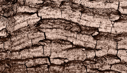 Natural wood texture. Texture of walnut bark. Plastic structure of the bark.