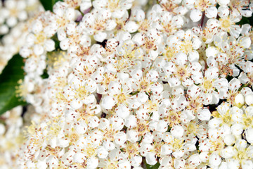 Pretty White Blossom Flowers Close Up on Shrub Bush