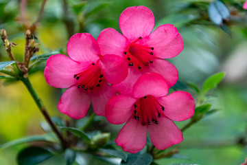 Pink Oleander Flowers