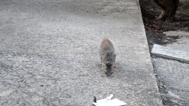 adorable kittens looking for food in the yard - video with cats - baby kittens