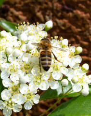 Bee Insect Wasp on Pretty White Blossom Flowers Close Up on Shrub 
