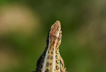 the head of a common lizard