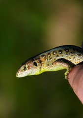a lizard sitting on palm