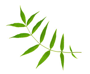 Branch with green leaves isolated on white.