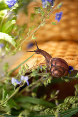 Tiny snail in the garden