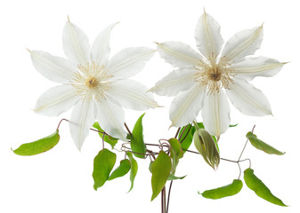Two clematis with leaves isolated on white background.