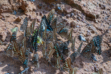 Selective focus  group butterflies on the ground and flying in nature background.Blurred Tailed Jay butterflies (Graphium agamemnon) on the rock.