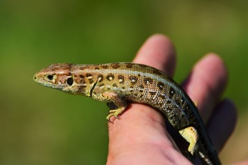 a common lizard on the palm