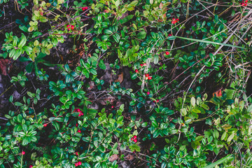 Closeup of cowberries (Vaccinium vitis-idaea) in a forest, top view