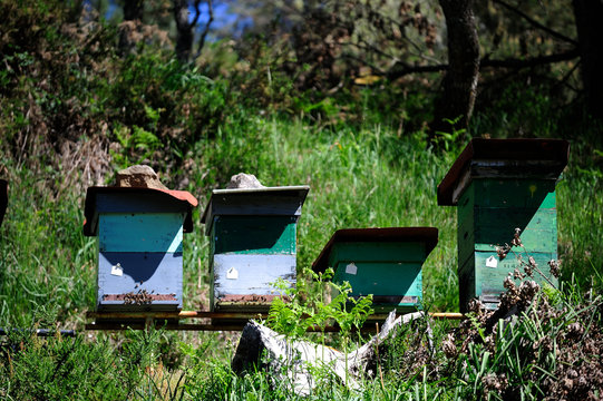 Gorbea Natural Park, Alava (Basque Country)/Spain; 01-06-2019: Path of Pastorate GR-282.bee hives
