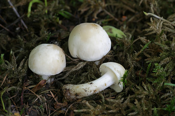 Calocybe gambosa, commonly known as St. George's mushroom, an edible wild mushroom from Finland