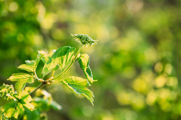 Young Spring Green Leaf Leaves Growing In Branch Of Forest Bush Plant Tree. Young Leaf On Boke Bokeh Natural Blurred Background