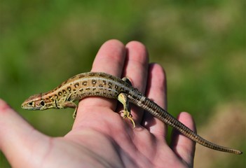 a lizard sitting on palm
