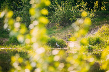 Fauna Of Belarus. Grey Heron Bird Standing On River Coast. Belarus, Summer Belarussian Nature. Pond Lake In Spring Season