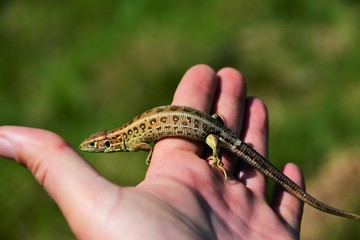 a common lizard on the palm