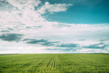 Countryside Rural Field Meadow Landscape In Summer Cloudy Day. Scenic Sky With Fluffy Clouds On Horizon