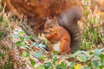 Naklejka na ściany i meble Red squirrel in Autumnal colours 