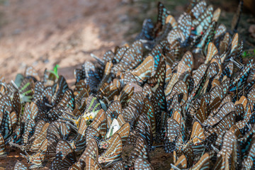 Selective focus  group butterflies on the ground and flying in nature background.Blurred Tailed Jay butterflies (Graphium agamemnon) on the rock.