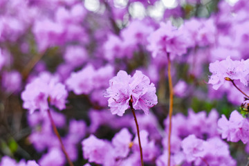 Fototapeta na wymiar Lilac flowers rhododendron bloom in spring