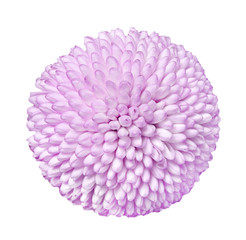 Close up view on a pink Chrysanthemum flower, isolated on a white background (design element)