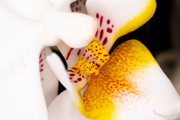 Mini Orchid Ceramic flower head, genus Orchidaceae, macro with shallow depth of field 
