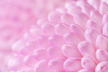 Close up view on a bouquet of the soft pink Chrysanthemum flowers as background (shallow depth of field)