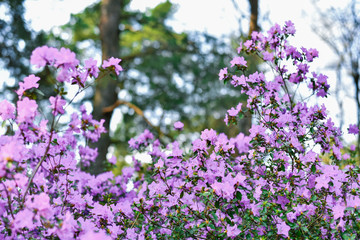 Obraz premium Rhododendron blooming flowers in the spring garden. Beautiful purple 
