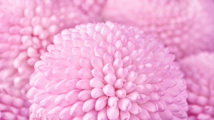 Close up view on a pink Chrysanthemum flowers as background (shallow depth of field)