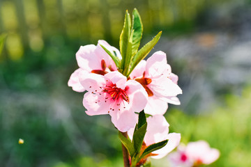 Pink apricot flowers on a tree branch bloom, macro