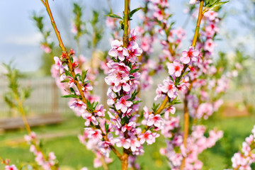 Pink apricot flowers on a tree branch in bloom