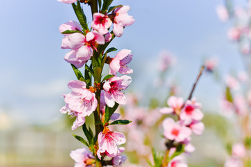 Beautifull Apricot blooming tree with fresh pink flowers in the sunlight in spring