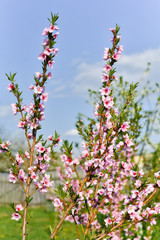 Beautifull Apricot blooming tree with fresh pink flowers in the sunlight in spring
