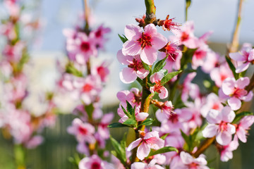Obraz premium Beautiful nature scene with blooming tree and sun flare. Sunny day. Spring flowers