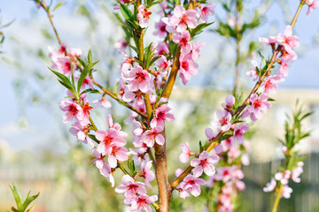 Spring branch of apricot tree. Nature in the spring. Apricot flowers. Spring flowering branch.