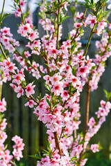 Pink apricot blossom. Pink bloom. Pink flowering