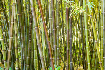 Forest of bamboo canes in the garden