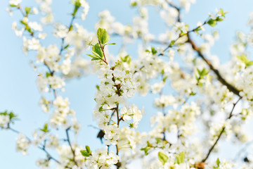 White plum flowers are blooming