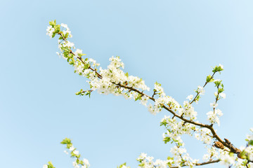 White plum flowers are blooming. Copy space