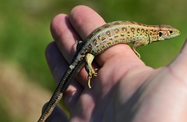 a lizard sitting on palm