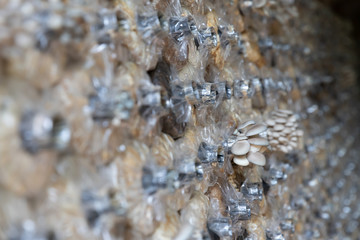 Growing of Oyster mushroom (Pleurotus pulmonarius) in Organic agriculture farm, Healthy food...