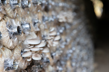 Growing of Oyster mushroom (Pleurotus pulmonarius) in Organic agriculture farm, Healthy food...