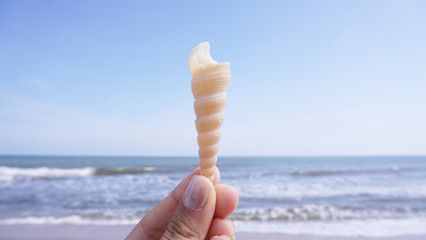 Selective focus of  hand holding shell on blurred beach background